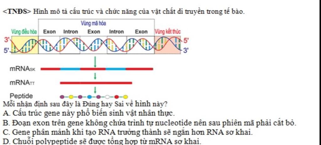 Hình mô tả cấu trúc và chức năng của vật chất di truyền trong tế bào ...